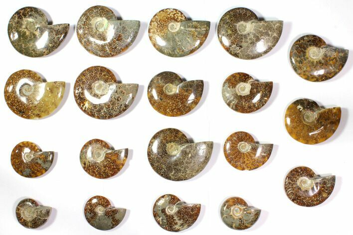 Lot: to Polished Ammonite Fossils - Pieces #116607